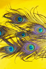 Obraz premium peacock feathers on a yellow background, top view, flat lay,eye feathers,Trend bright colors,birds feathers pattern