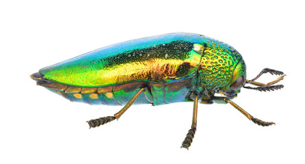 Metallic Wood Boring Beetle on white background