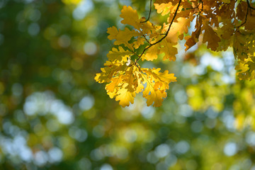 Beautiful colorful leaves in autumn forest. Red, orange, yellow, green and brown autumn leaves. Oak foliage. Seasonal background.