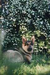 Portrait of a dog in grass