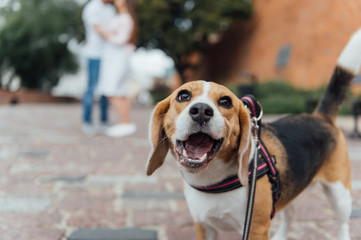 Couple Taking Dog For Walk In City Park