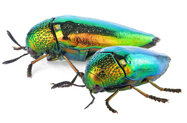 Metallic Wood Boring Beetle on white background