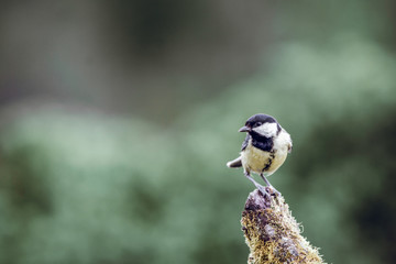 Great tit portrait with blurry green background.