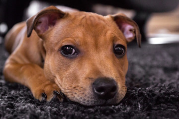 Cute staffordshire bull terrier puppy laying down on a black carpet. Puppy, dog, animal and pet...
