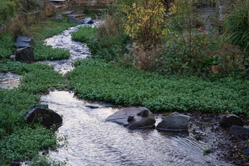 Flusslauf des Triefenbachs in Edenkoben