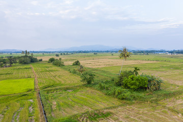 Fototapeta premium Aerial drone image of Beautiful Paddy village rice farm view at Kota Belud, Sabah, Borneo