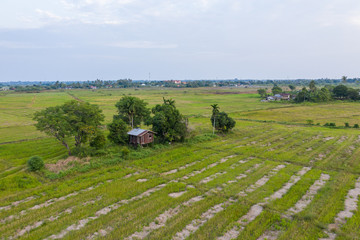 Aerial drone image of Beautiful Paddy village rice farm view at Kota Belud, Sabah, Borneo