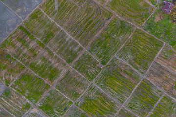 Aerial drone image of Beautiful Paddy village rice farm view at Kota Belud, Sabah, Borneo