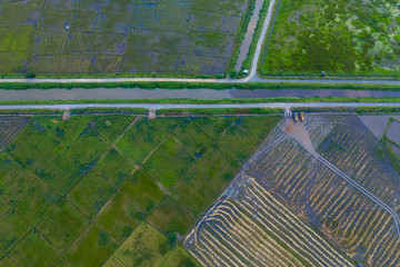 Aerial drone image of Beautiful Paddy village rice farm view at Kota Belud, Sabah, Borneo