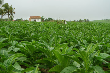 Plantação de Tabaco