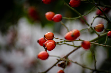 red berries on a tree