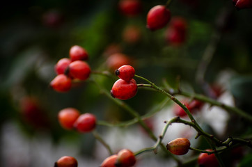 red berries of barberry