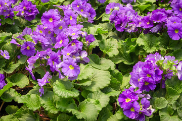 Beautiful of spring primroses flowers (primula polyanthus or Perennial primrose)