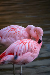 フラミンゴツガイ