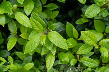 green leaves with drops of water
