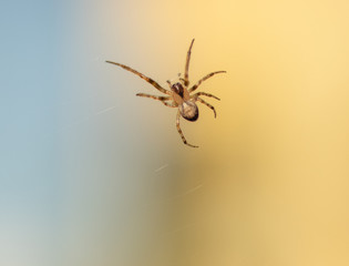 spider on the canvas waiting for prey. blurred background