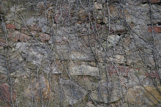 Ausschnitt einer historischen Steinmauer mit abgestorbenen Ranken von Kletterpflanzen