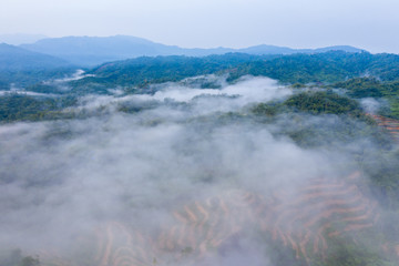 Aerial drone image of beautiful tropical rainforest forest in Sabah  Borneo (image slightly soft focus and noise)