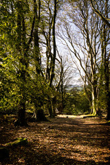 Fototapeta premium Countryside walk in Devon, England