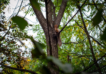 squirrel on tree