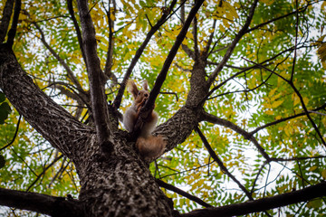 squirrel on tree