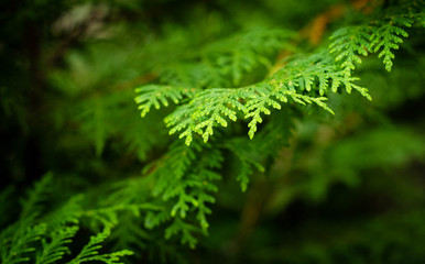 fern in forest