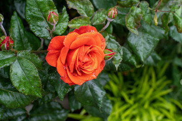 オレンジの薔薇