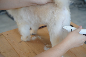 Home pet grooming, a pet owner trying to cut the hair at legs of his pet or pomeranian dog with a cordless hair clipper that standing on a center of the wooden table