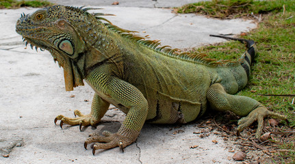 Reptil prehistórico 