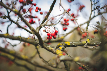 red berries in snow