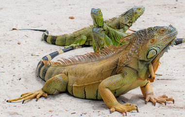Reptil prehistórico 