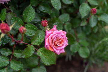 ピンクのバラ
