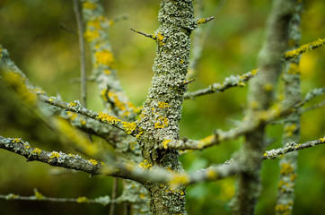 branch of a tree