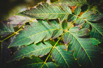 green leaves of tree