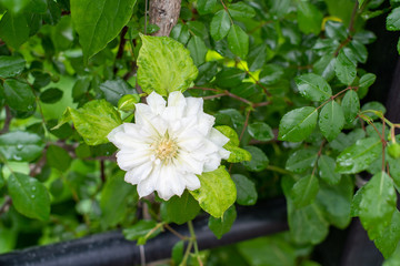 ガーデニング薔薇