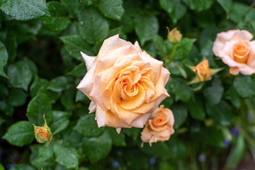 オレンジの薔薇