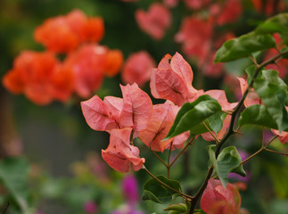 close up  pink bougainvillea flower