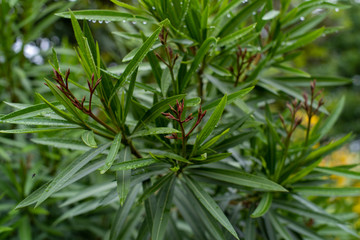closeup of a plant