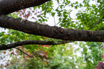 tree with green leaves