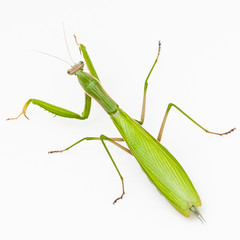 Observing religious mantis