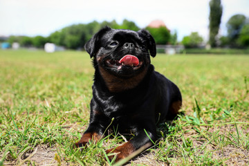Cute funny black Petit Brabancon on green grass at dog show