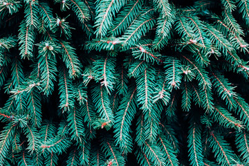 Spruce in neo mint color. Trendy mint background.
