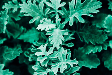 Plant in neo mint color. Trendy mint background.