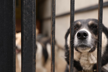 Homeless dogs in cage at animal shelter outdoors. Concept of volunteering