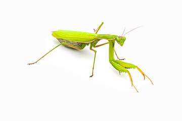 Observing religious mantis