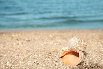 Fototapeta na wymiar Beautiful shell on sand near sea, space for text. Beach object
