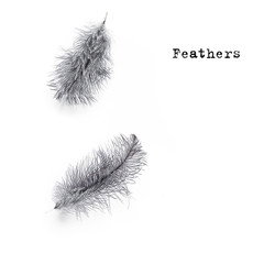 Grey Feathers