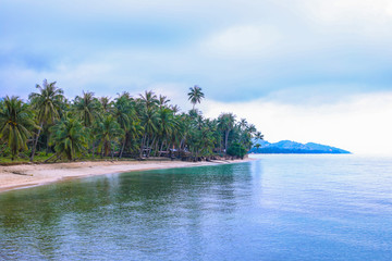 sea shore with palm trees