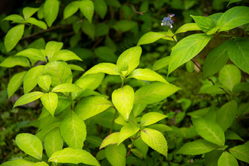 初夏の葉