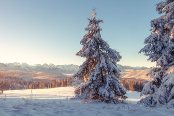 Scenic winter nature landscape. Snowy mountains. Fir trees in mountain valley covered by snow....